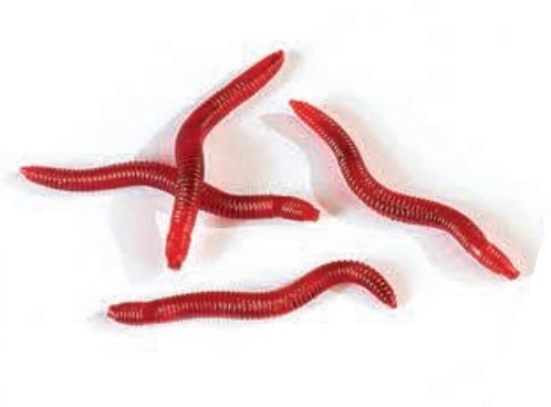 Redworm (Artificial)